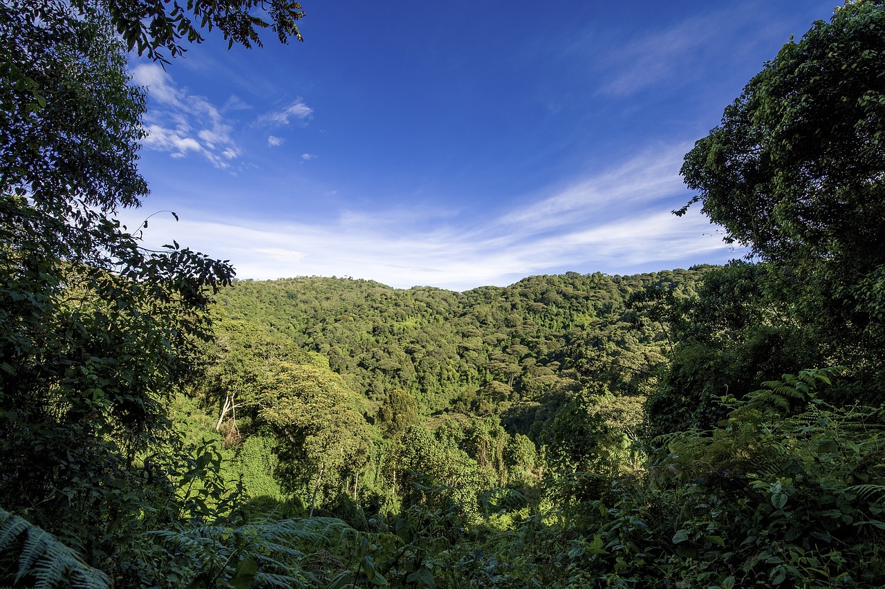 uganda-rain forest